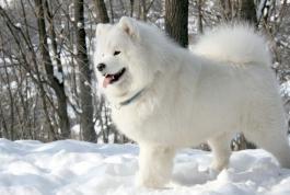 冬天德牧毛发变长,冬季养什么狗好看又好养