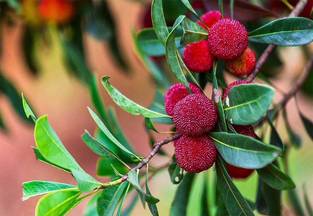 仙居杨梅和浮宫杨梅哪个好吃,闽南浮宫杨梅最新消息