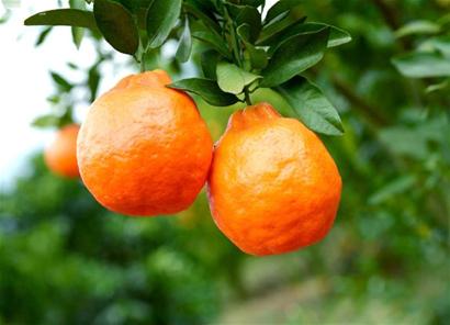 泸州古蔺县：政府质量奖获奖企业的“质量之道”