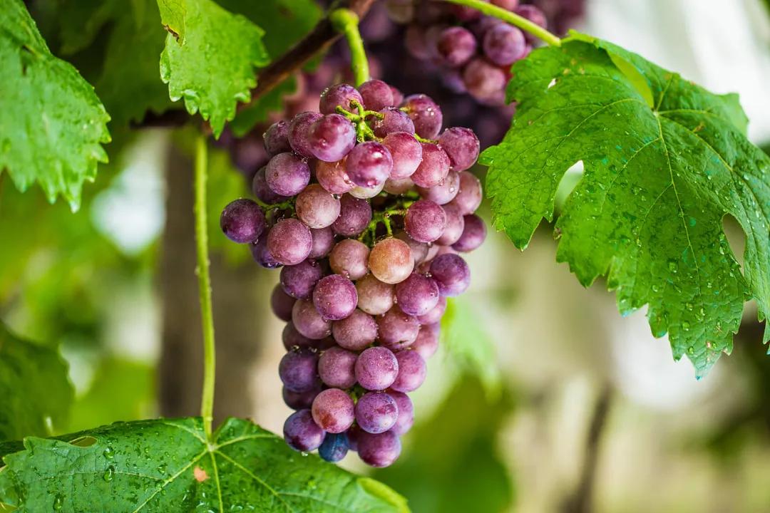 2022年水果种植行业发展趋势分析,2021云南水果种植基地