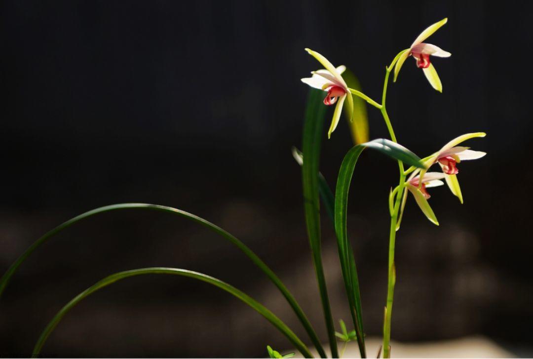 看过才明白为什么牡丹是国花,为什么有人说中国国花是牡丹