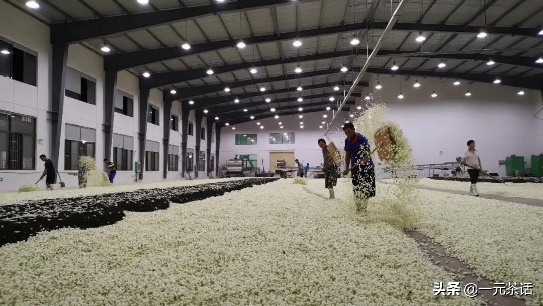 非遗花茶,非遗茉莉花茶技艺