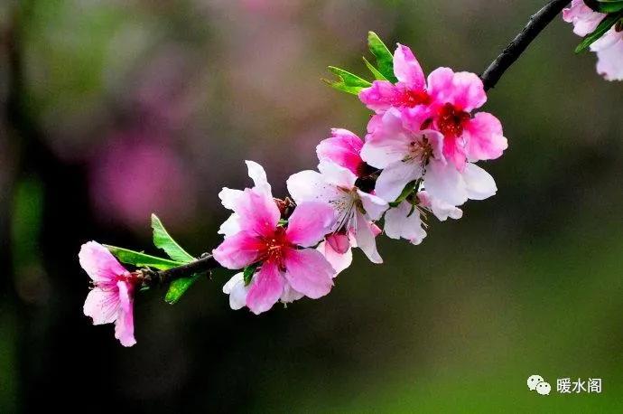 皮肤疱疹神经痛,皮肤烧灼感带状疱疹