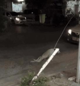 好好的猫咪突然瘸了是怎么回事,好好的猫突然掉了