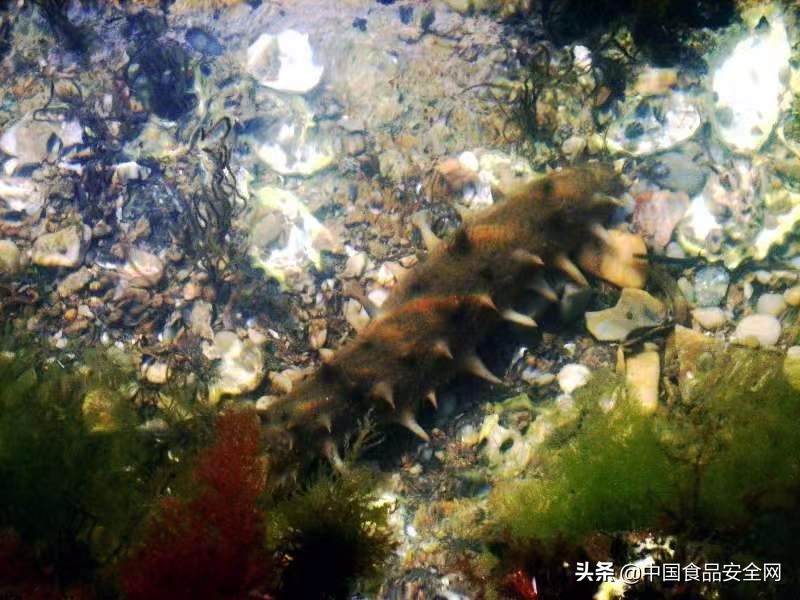 吃海参中毒现象,孝顺父母买海参