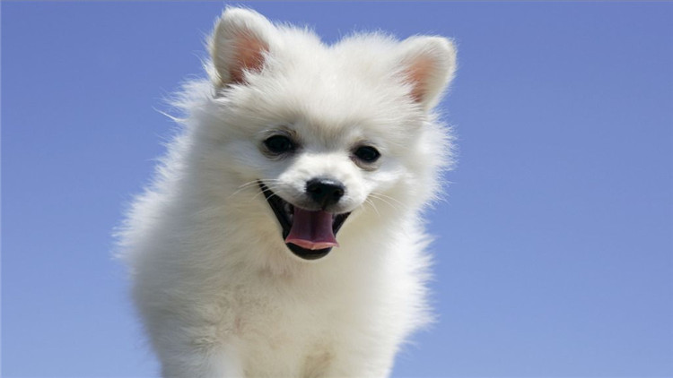 主人怀孕狗狗注意事项,狗狗怀孕40多天饮食方面怎样最好