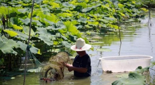 荷藕小龙虾混养一亩田收入多少,藕虾共养新模式
