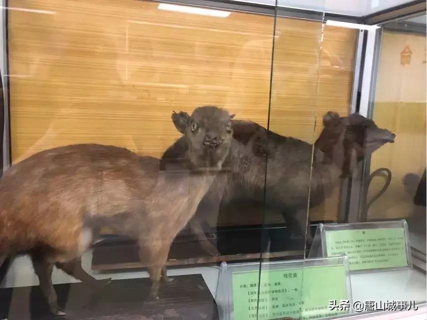 唐山四十九中地理位置,唐山四十九中招生条件