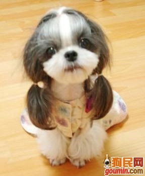 狗狗幼犬一般啥时候买价位低,各种狗狗的幼犬的价格