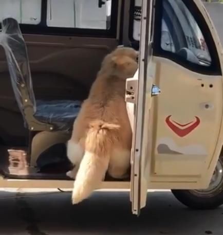 金毛好像被什么卡住,金毛被卡住了怎么办