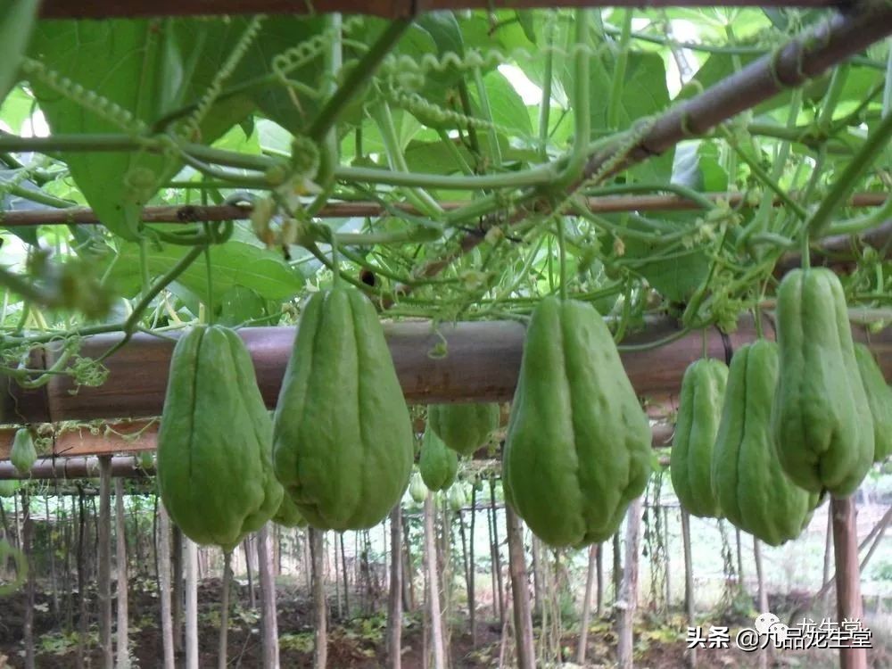 佛手瓜好吃吗有什么营养,腊肠蘑菇炒佛手瓜的营养