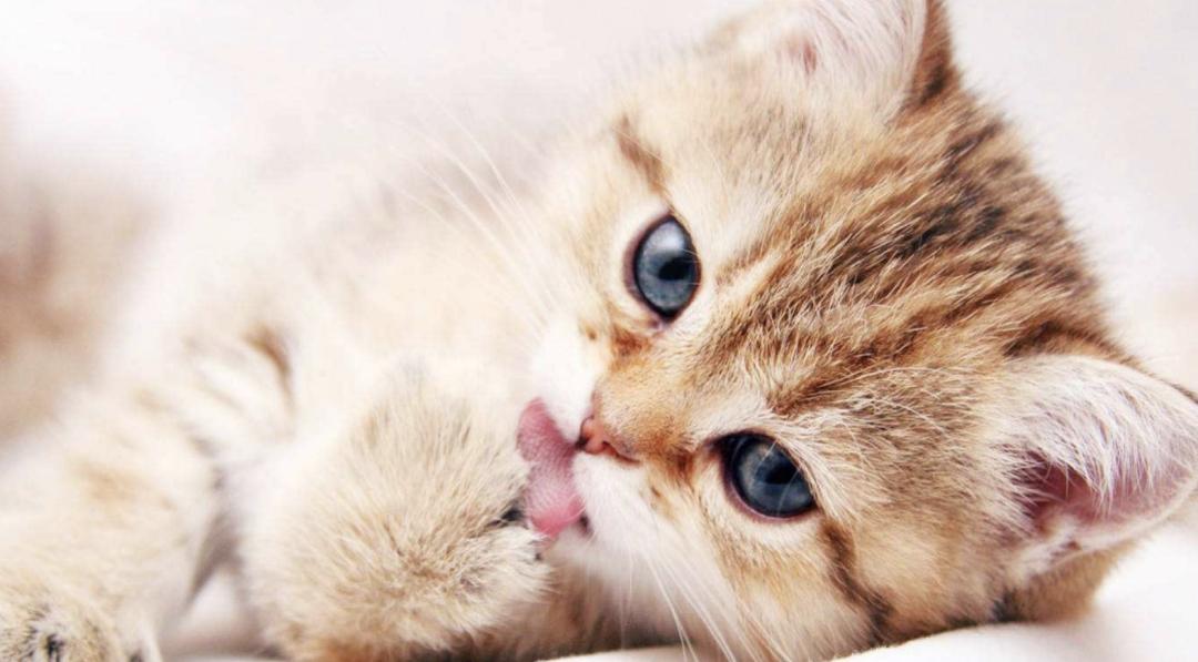 母猫为什么不会来大姨妈,为啥母猫不会来姨妈