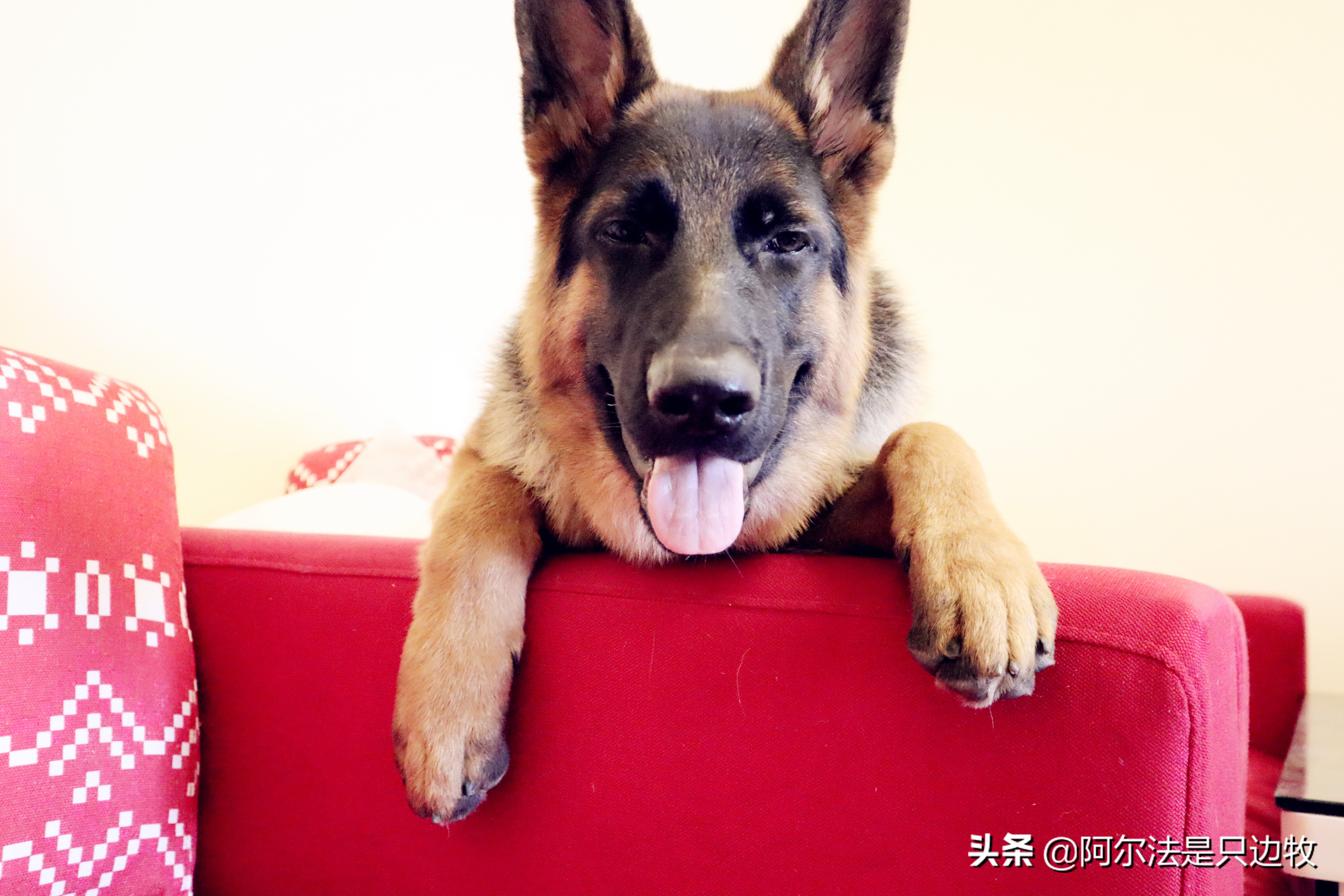 德牧吃什么增高增肥快一点,200斤德牧减肥