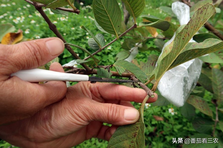 番石榴挂果次数少是什么原因,番石榴膨果期管理技术