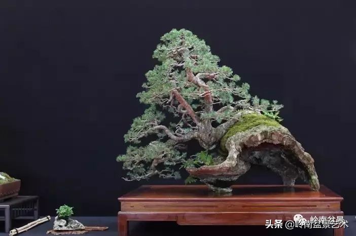 盆景结顶的形式,最好的盆景结顶方法