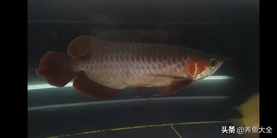 养红龙苗,养红龙如何搭配其他鱼