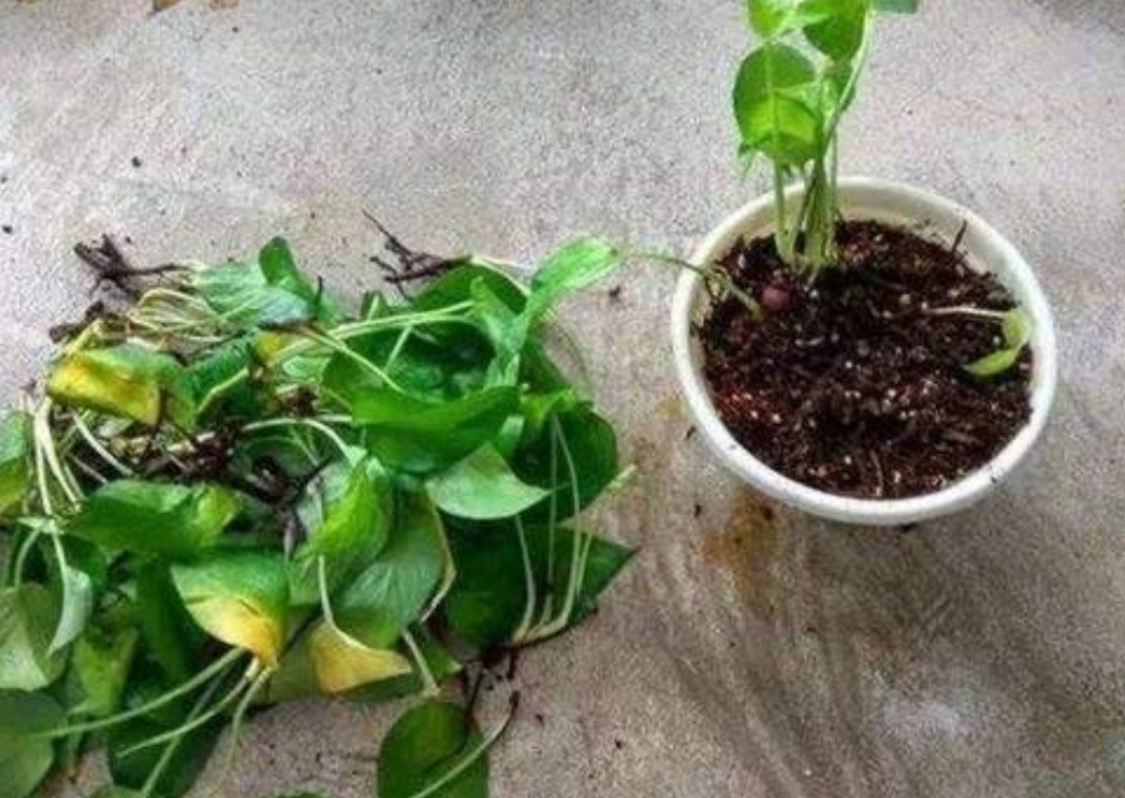 绿萝喜阴还是喜阳几天浇一次水,种植的绿萝喜水吗多久浇一次