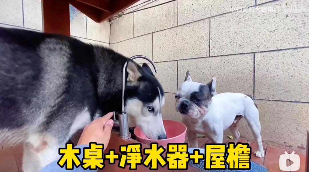 花三年建宠物乐园,花20万给狗打造乐园