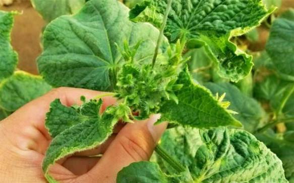 黄瓜出现花打顶怎么办,黄瓜打顶救过来还能高产吗