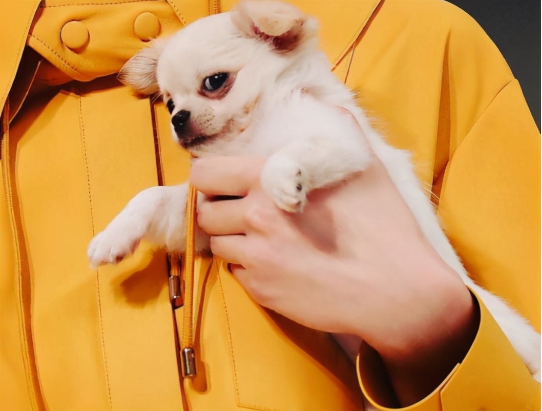 学好这几招很管用,在一窝土狗中怎么挑到狗王