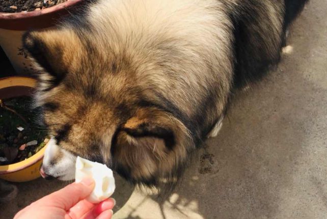 狗狗肾指标高可以吃蛋黄吗,狗狗得肾病能吃蛋黄吗