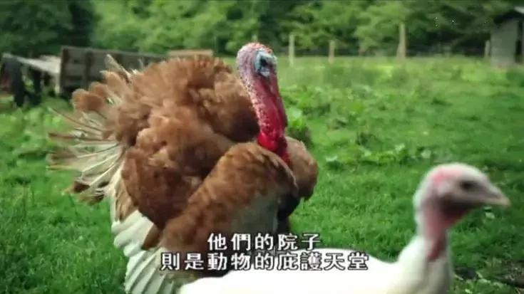 隐居深山30年以种地为生,隐居深山生活养动物