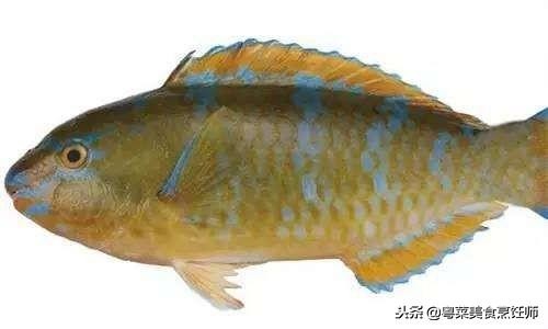 名贵海鲜干货有哪些品种,名贵海鲜水产品种类