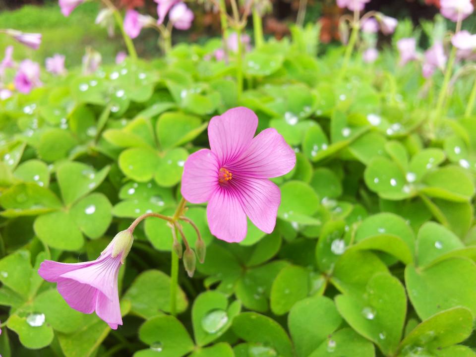 怎样清除马尼拉草皮中的酸浆草,红花酢浆草的病虫害防治图谱