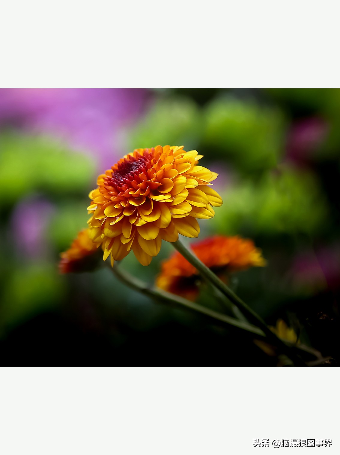 摄影虚化大光圈,佳能24-105镜头怎样拍出虚化效果