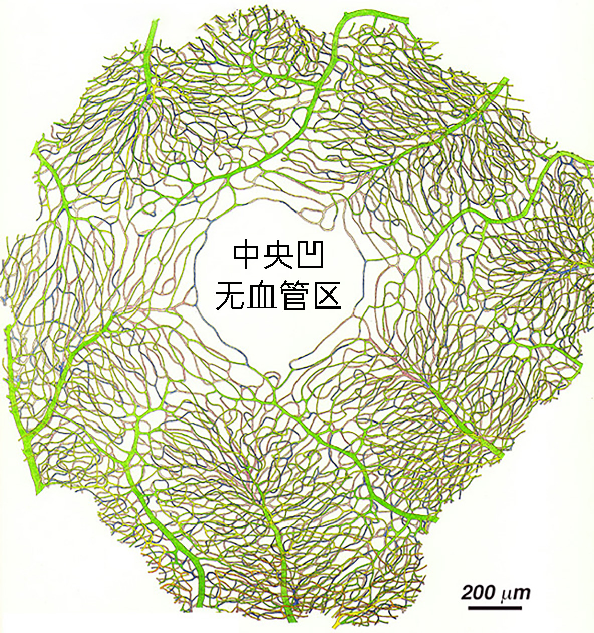 人的眼睛在动物界的水平,人的视力在动物界排名