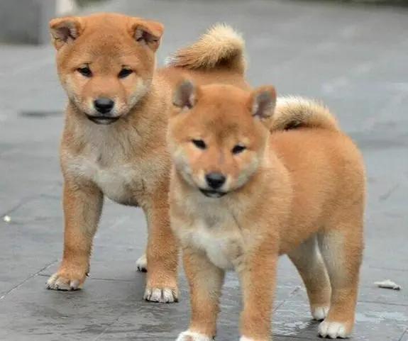 给狗起名字侵权吗,给狗起了一个字名字