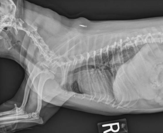 狗气管塌陷做什么检查,什么是犬气管塌陷