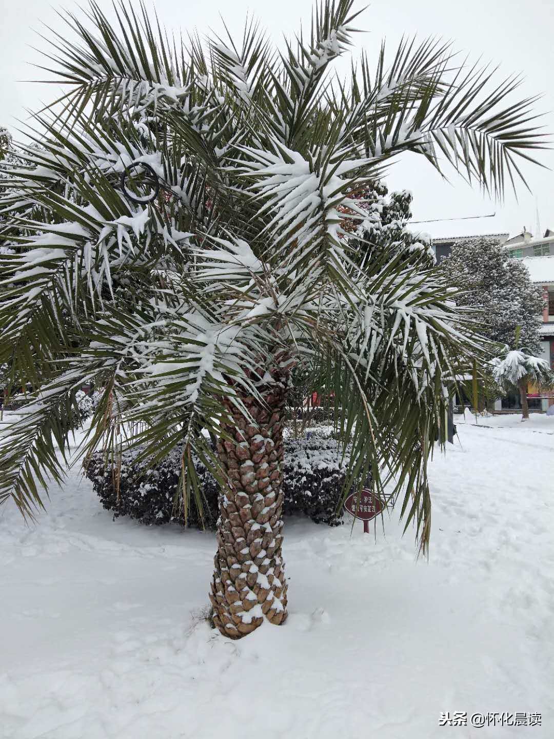 一场雪惊艳了一座城视频,一场雪激发了多少创造力