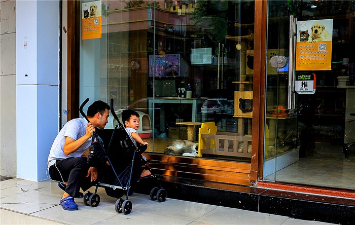 购买宠物猫前注意事项,新手买宠物猫应注意什么