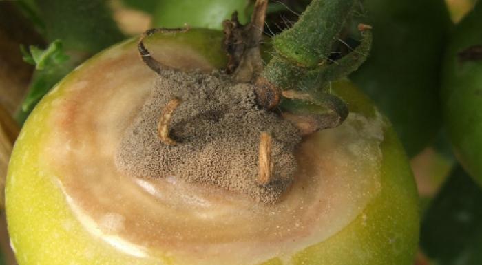 西红柿转色慢怎么解决,西红柿转色的最佳温度