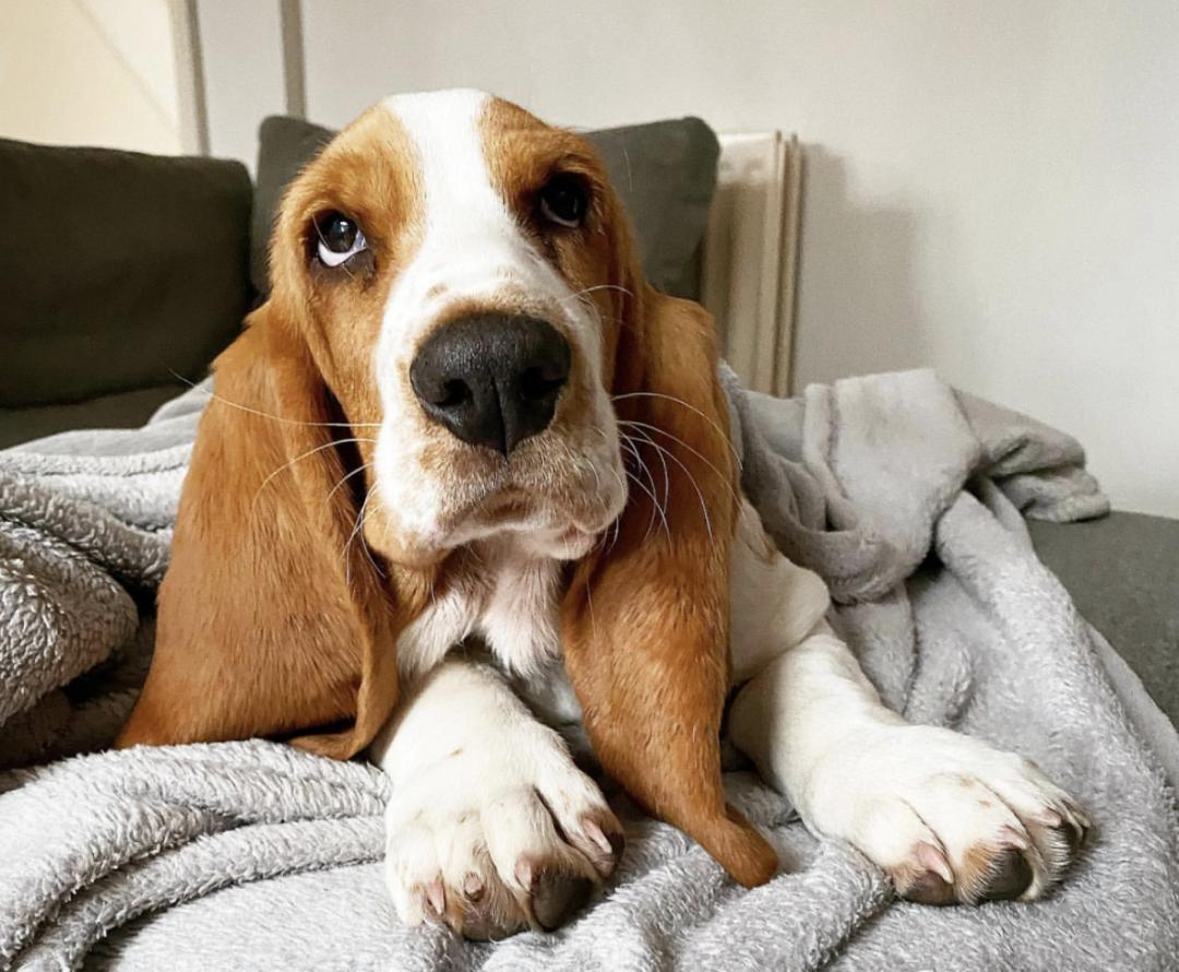 萌犬犬种,萌犬二十种名称