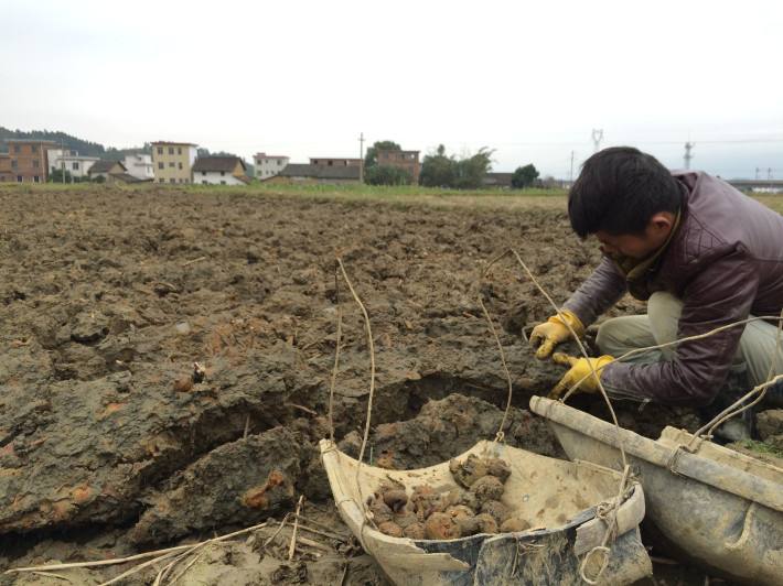 荸荠怎样防治枯萎烂根病,荸荠秆枯病有特效药吗