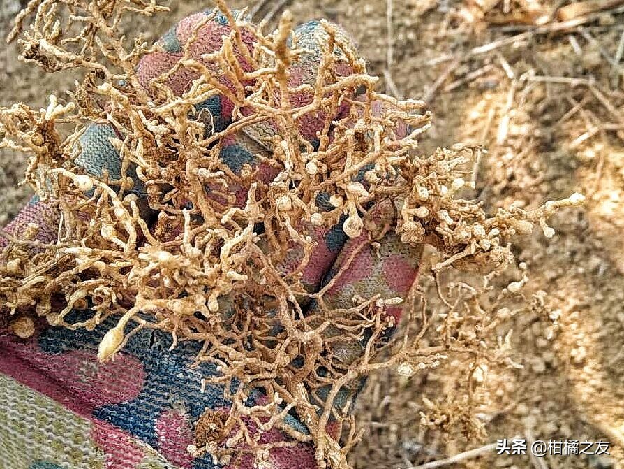 防治柑橘根线虫用什么药好,柑橘树根线虫的防治