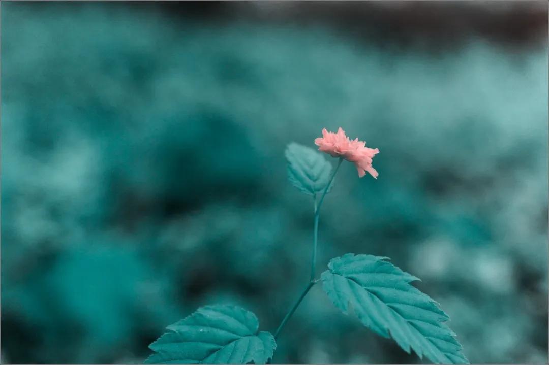 人生最美的相遇诗朗诵,朗诵人生最美丽的句子简短