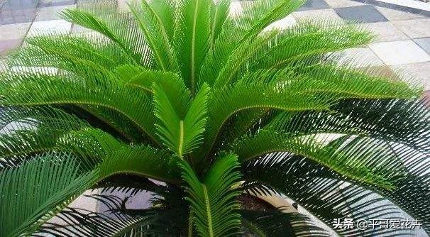 怎样使铁树的叶子变油绿,铁树叶子不油绿什么原因