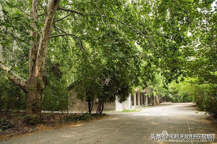 济南一颗梧桐树,济南的法国梧桐