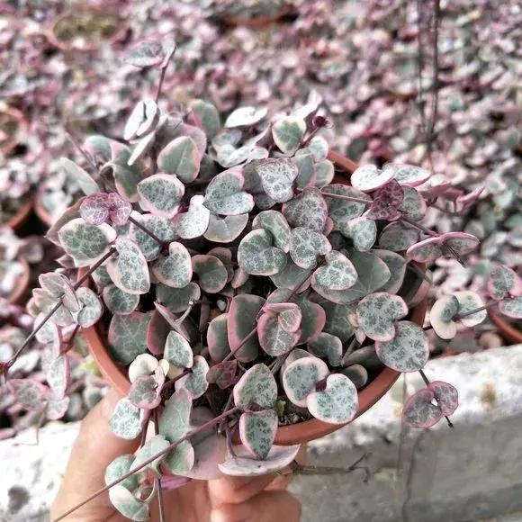 吊兰多肉养护技巧和方法,吊兰多肉的养殖方法和注意事项