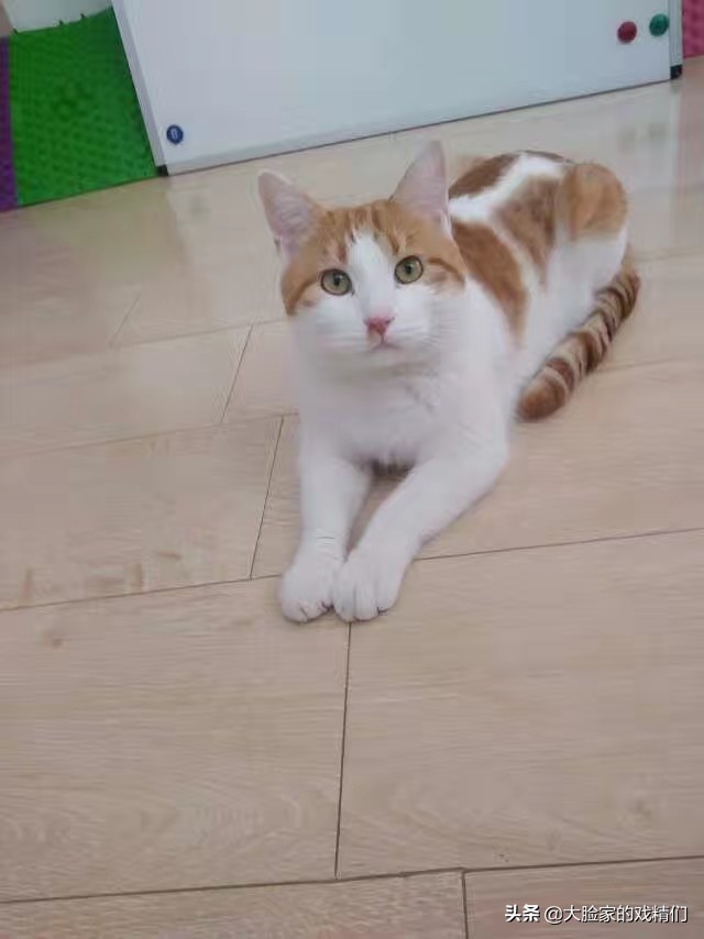 你这样的白橘猫,叫我怎能不爱?