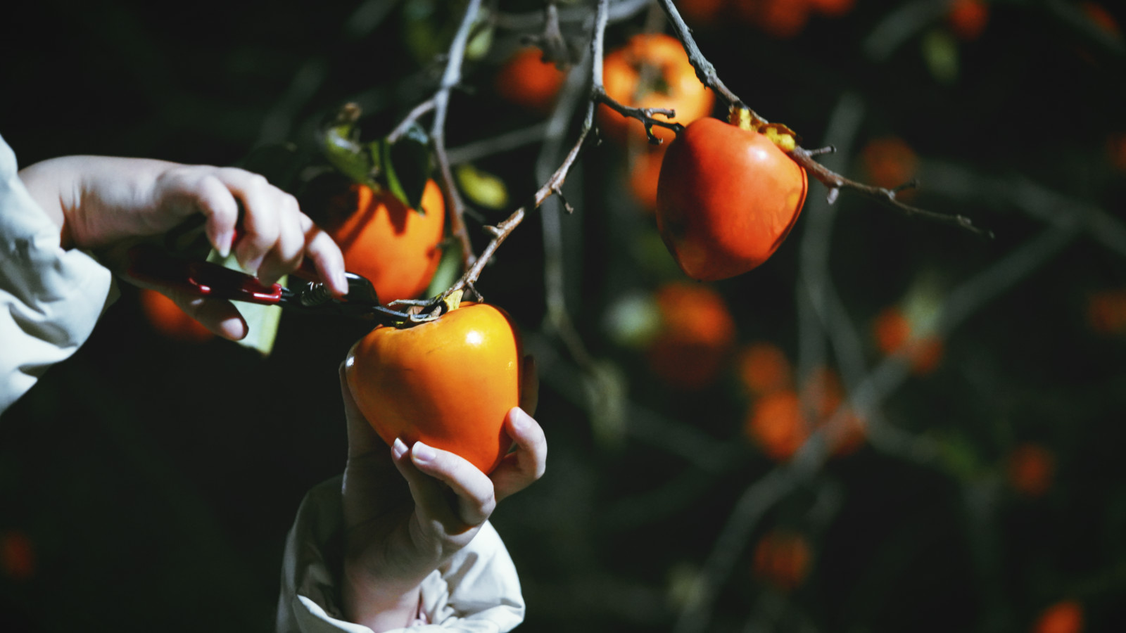 哇，人参随便挖！韩国还能这么玩