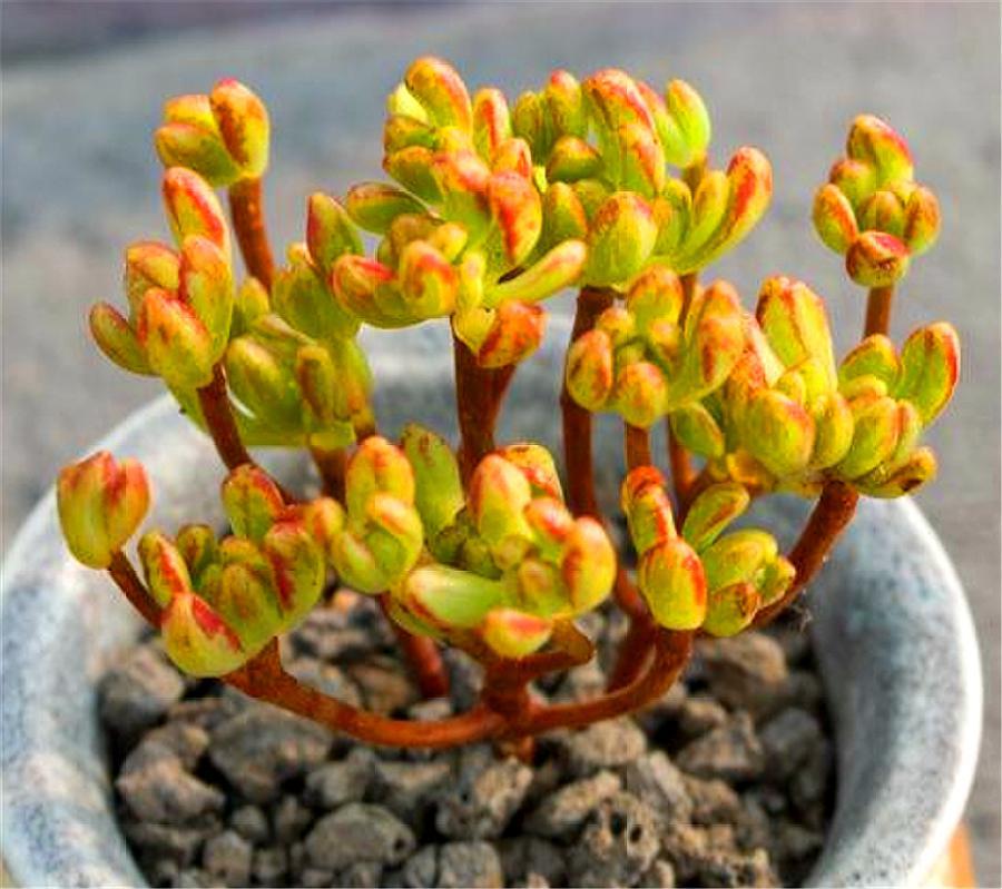 会爆盆的小多肉,多肉小人祭开花