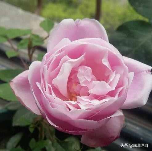 中国月季红色浓香,13种中国红月季让你美个爆