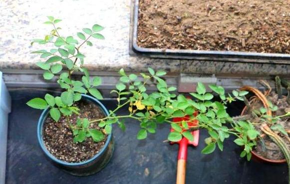 家庭盆栽土壤不透气怎么办?核桃壳、瓜子皮一用,烂根问题不在