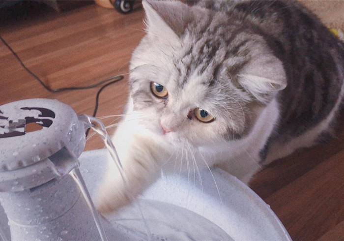 15岁猫咪慢性肾病治疗,猫咪肾病