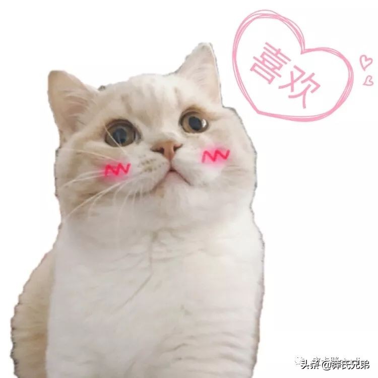 可爱小奶猫刚生出成长日记,一只小奶猫的成长过程