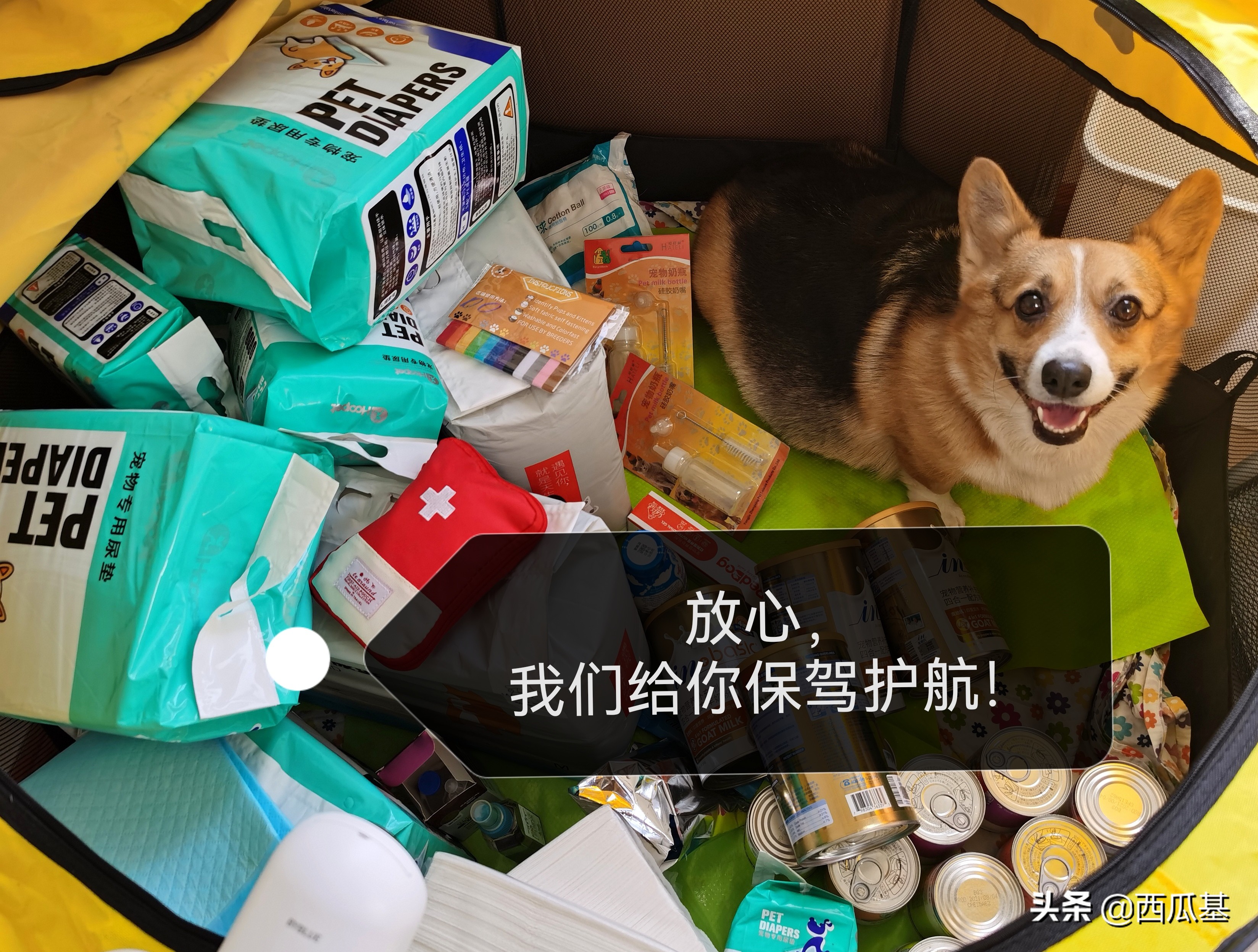 狗狗待产了怎么照顾,狗狗待产表现